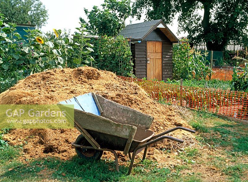 Customised wheelbarrow by large pile of manure and allotment shed