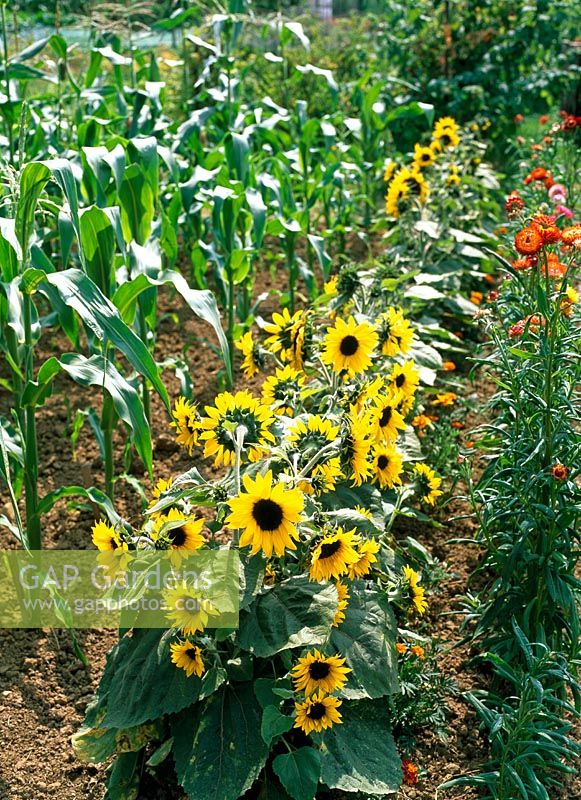 Helianthus annuus - Dwarf Sunflowers grown for cutting, planted in rows with sweetcorn