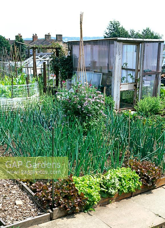 Mixed lettuces, onions and sweet peas on bamboo tripod, sweetcorn protected by cling film barrier and corrugated plastic shed on allotment