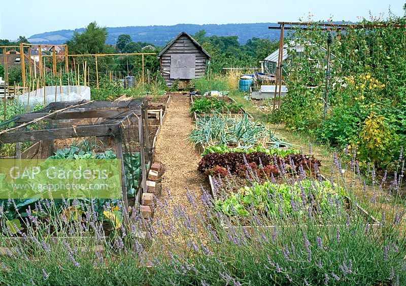 Lavender border, mixed lettuces, onions, cabbages, runner beans, shed and greenhouse on allotment 