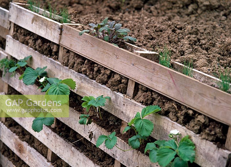 Herbs and strawberries grown in wooden pallet 'terracing' on allotment