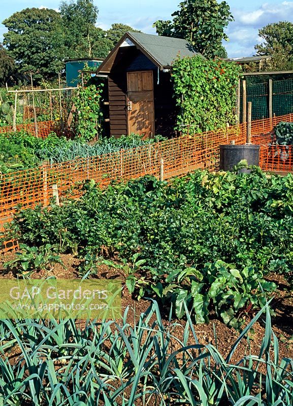 Leeks, beetroot, parsnips and runner beans with windbreak and shed on allotment