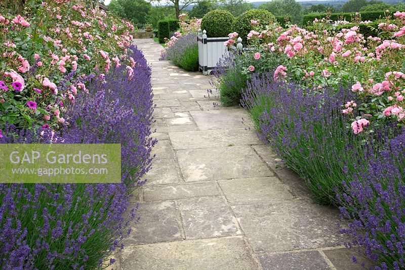 Rose and Lavender walk -  Rosa 'Bonica' and Lavandula 'Hidcote' edge York stone path. High Canfold Farm, Surrey 