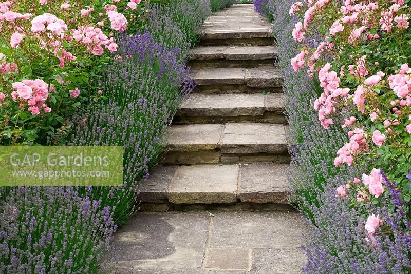 Rose and Lavender walk - Rosa 'Bonica' and Lavandula 'Hidcote' edge York stone path and steps. High Canfold Farm, Surrey 