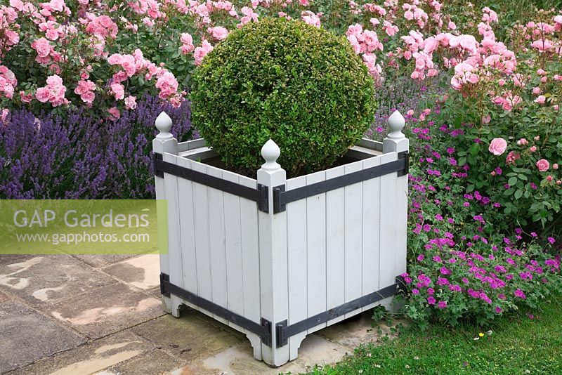 Versailles style planters with Buxus - Box balls in Rose and Lavender walk. Rosa 'Bonica' and Lavandula 'Hidcote'. High Canfold Farm, Surrey 