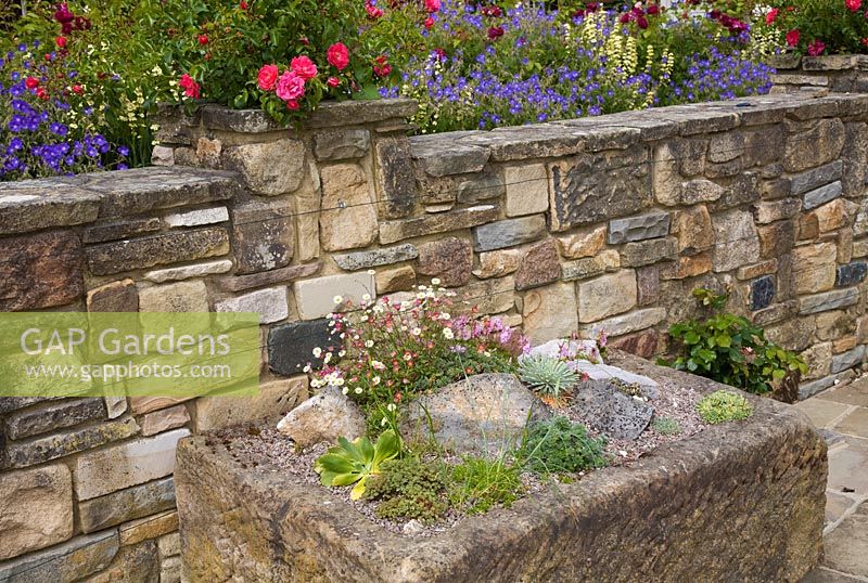 Old stone trough planted with succulents, Saxifrages and Erigeron. Stone wall with dwarf Rosa behind. High Canfold Farm, Surrey
 