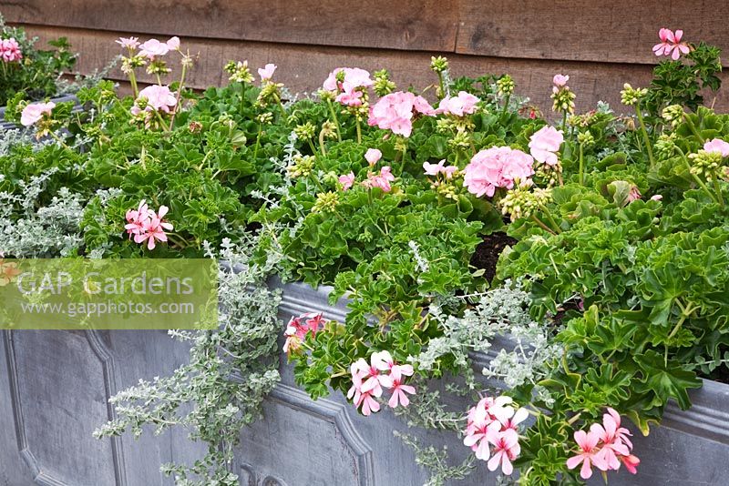 Large lead trough overflowing with pink Pelargoniums and Helichrysum. High Canfold Farm, Surrey
 