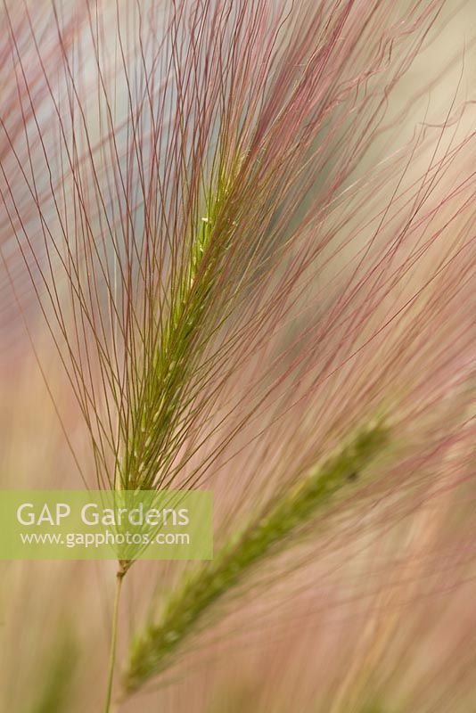 Hordeum jubatum - Foxtail Barley at  Daisy Roots Nursery