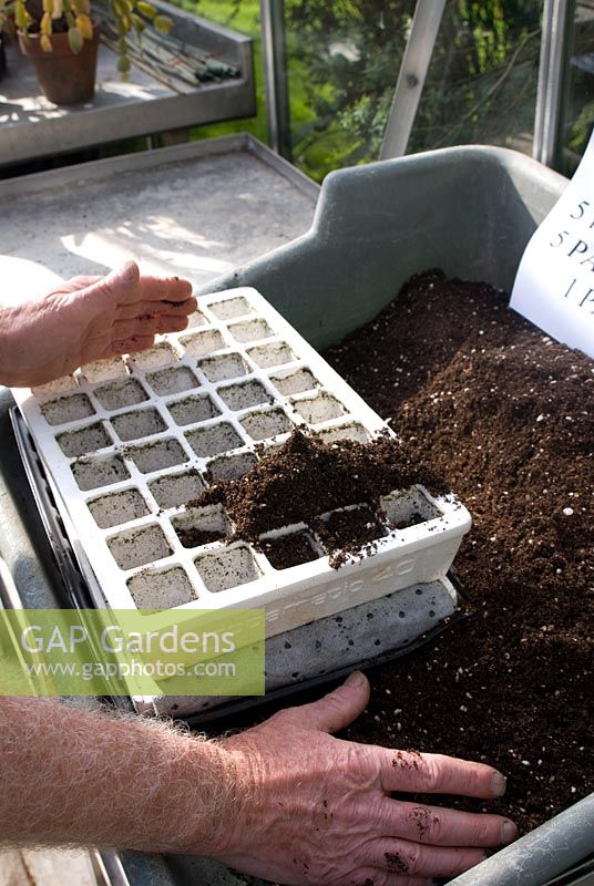 Filling a 'Propamatic' unit - polystyrene plug growing tray with capillary matting - with compost, on greenhouse staging
