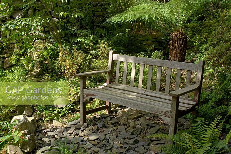 Wooden bench in shaded secluded stony area of Cumbrian garden with Dickinsonia antarctica  in background