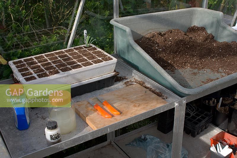 Greenhouse staging for propagation - with polystrene propagating tray and Dianthus cutting, compost in potting tray, chemicals, plant labels and knives  