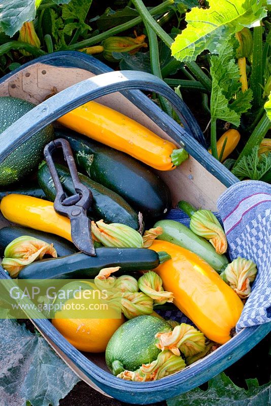 Courgettes in wooden trug - 'Astia', 'Gold Rush', 'Jedida', 'Satelite' and 'Floridor'