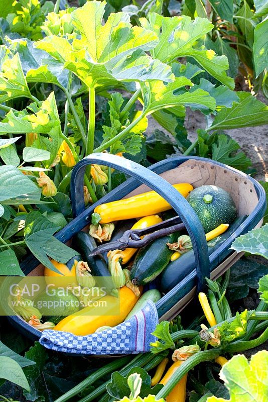 Courgettes in wooden trug - 'Astia', 'Gold Rush', 'Jedida', 'Satelite' and 'Floridor'
