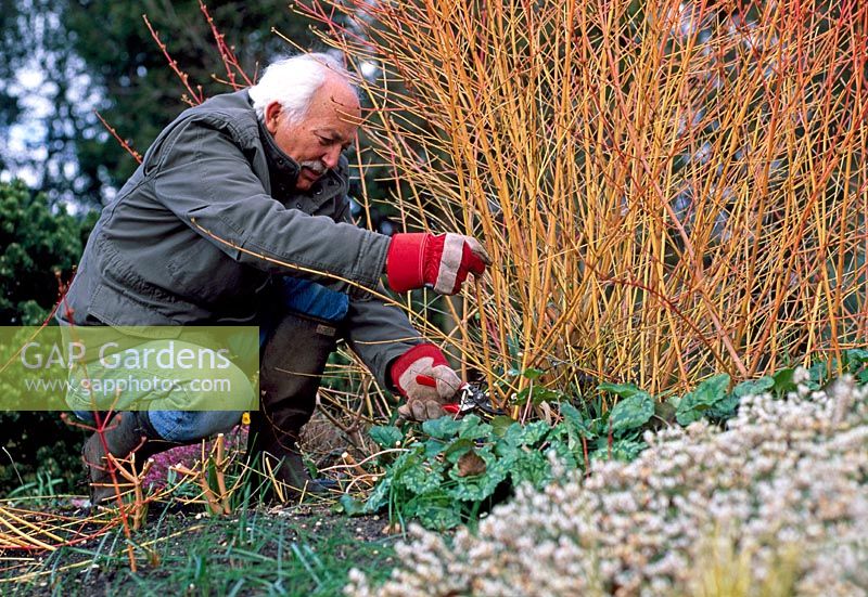 Adrian Bloom pruning Cornus sanguinea 'Midwinter Fire'