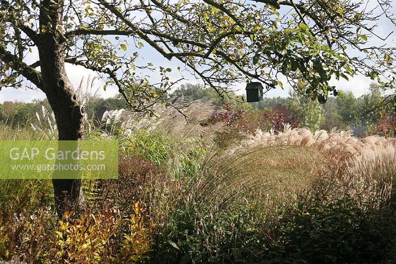 Nursery and garden in The Netherlands with borders of ornamental grasses