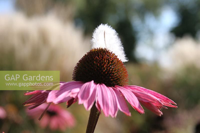 Echinacea purperea 'Augustkonigin' and feather. Nursery and garden in The Netherlands.