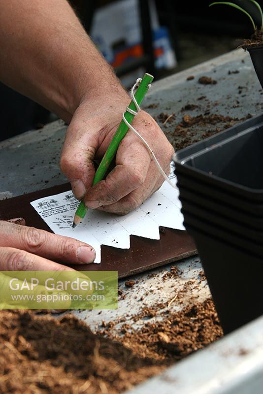 Owner Frans Geysels writing plants labels. Nursery and garden in The Netherlands.