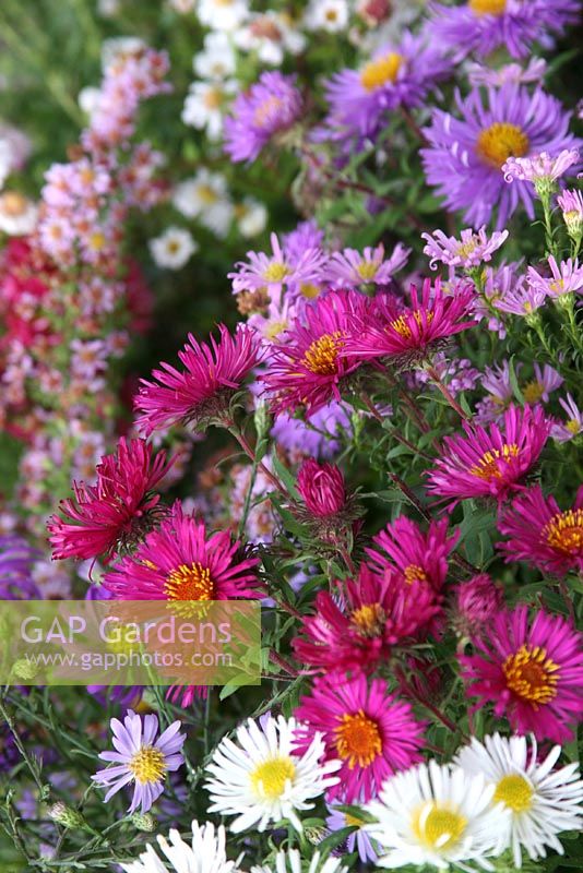 Mixed Asters. Nursery and garden in The Netherlands.