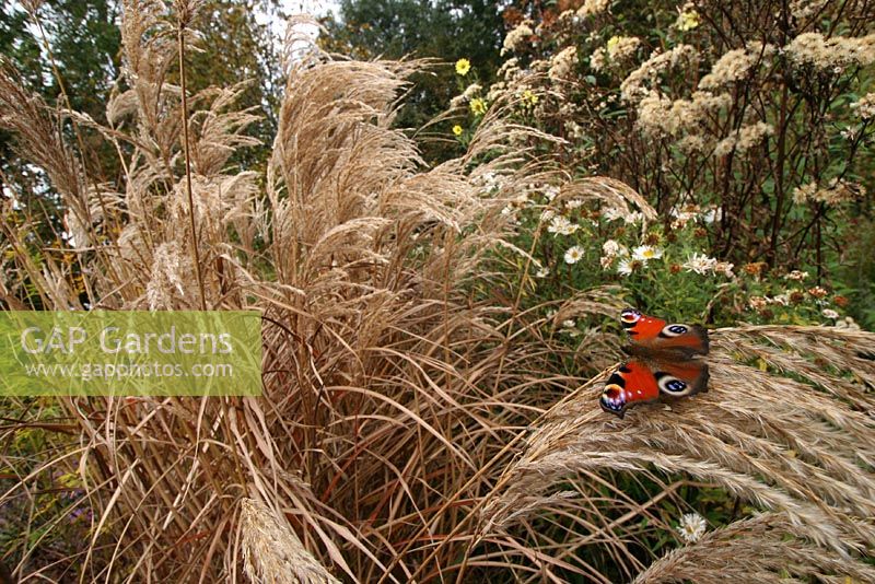 Peacock Butterfly on ornamental grass. Nursery and garden in The Netherlands.