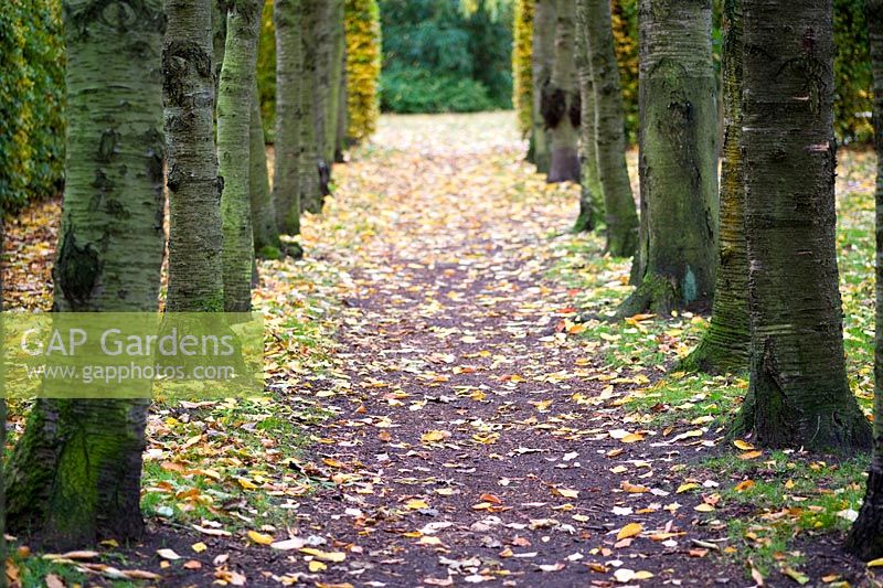 Avenue of cherry trees in autumn with fallen leaves
