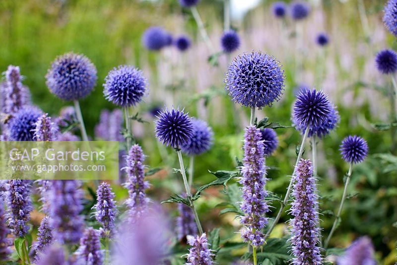 Agastache 'Blue Fortune', Echinops ritro 'Veitch's Blue' and Veronicastrum 'Lavendelturm' - RHS Wisley 