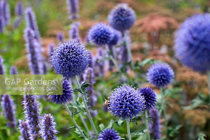 Agastache 'Blue Fortune' and Echinops ritro 'Veitch's Blue'