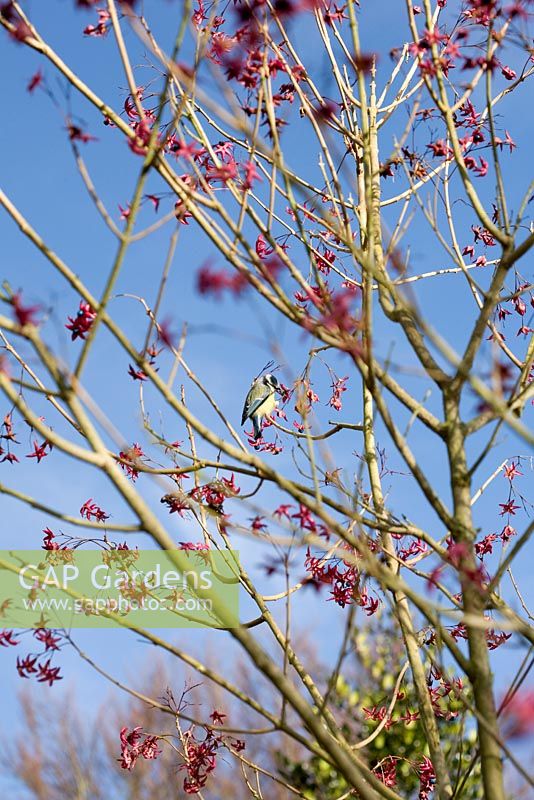 Clerodendron trichotomum var. fargesii with Blue Tit