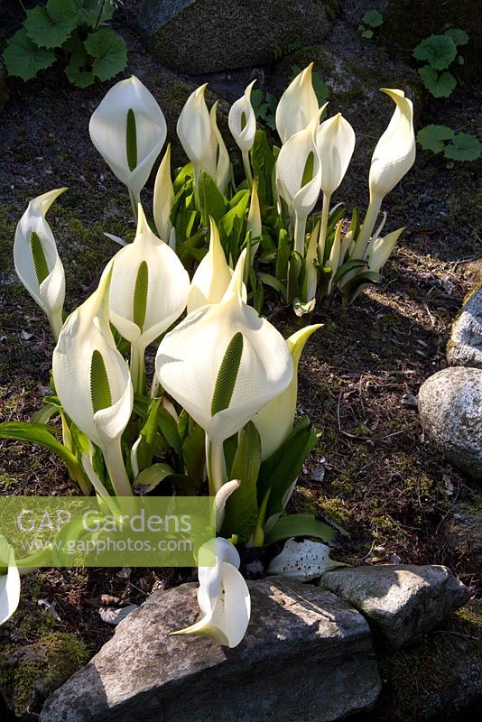 Lysichiton camtschatcensis in spring at Ada Hofman's Garden in The Netherlands