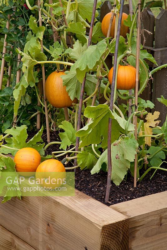 Cucurbita - Pumpkins growing in raised bed - RHS Tatton Park 2010