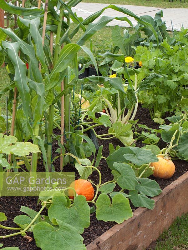 Cucurbita - Pumpkins and Zea mays - Corn growing in raised bed.  RHS Tatton Park 2010
