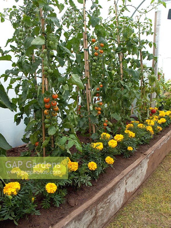 Image of Marigolds underplanting tomatoes