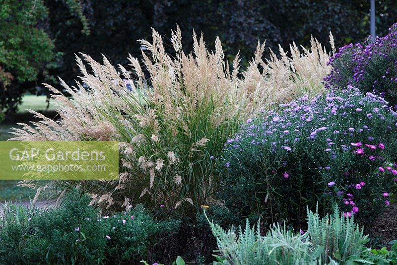 Achnatherum calamagrostis with Aster in mixed border