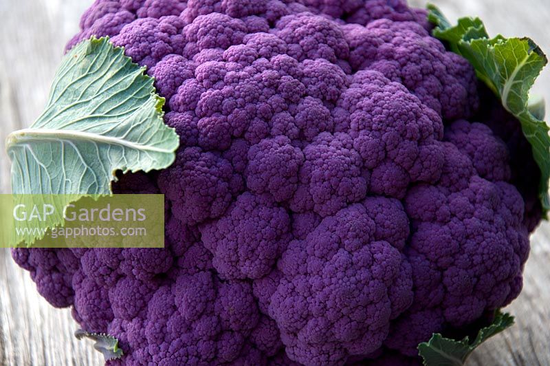 Cauliflower 'Violet Queen' 