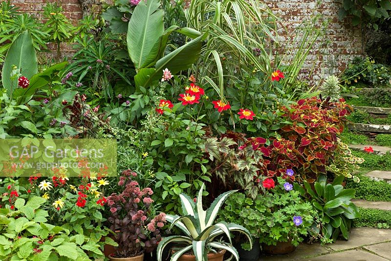 Arrangement of potted plants to form a colourful autumn display adjacent to york stone steps.  Great Dixter, East Sussex. October.