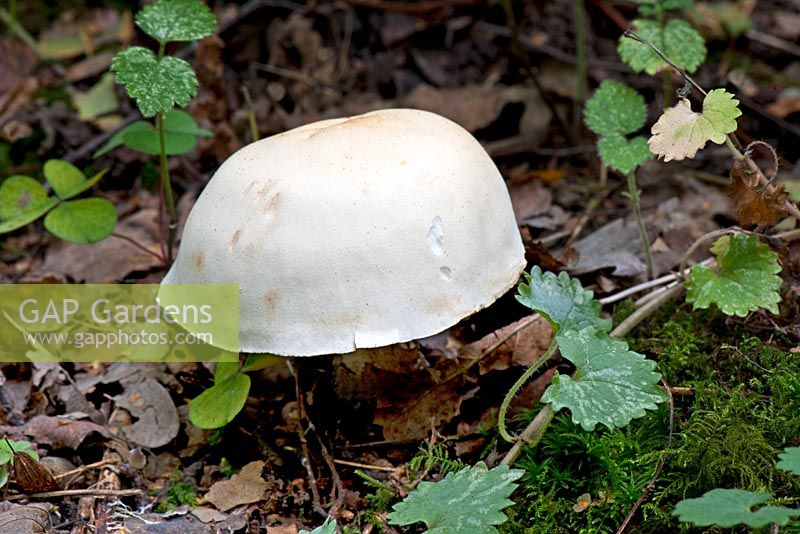 Agaricus excellens - Large white Agaric toadstool. Habitat - open broad-leaf and coniferous woodlands, favouring Spruce. Kent, October.