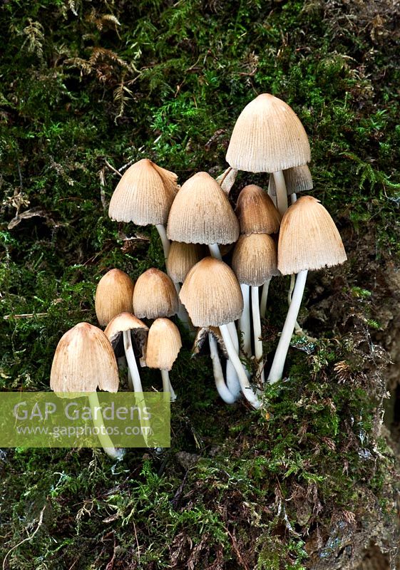 Coprinus micaceus - Glistening Ink Cap Toadstools on or around broad-leaved stumps or on buried wood. Common and edible.  West Sussex woodland, October.