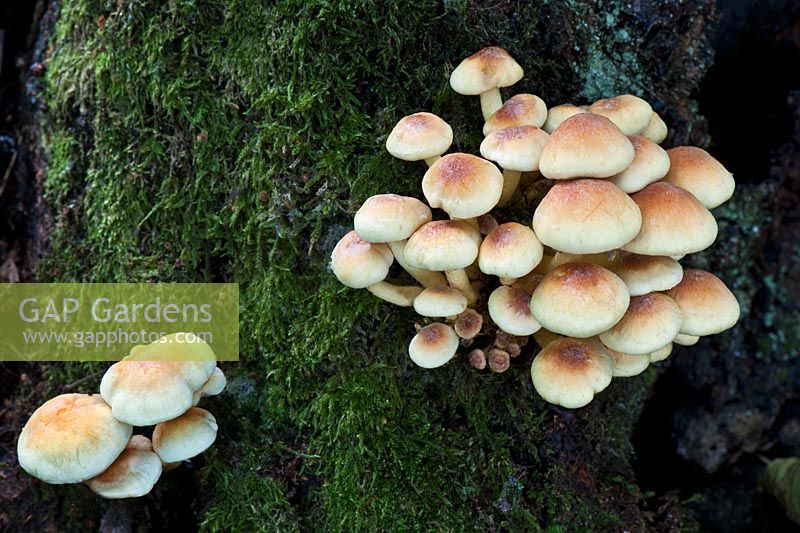 Hypholoma fasciculare - Sulphur Tuft toadstools in dense clusters on stumps of deciduous and coniferous trees. Very common but inedible.  West Sussex woodland, October.