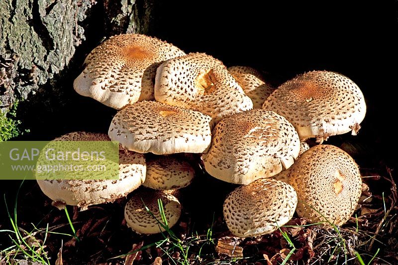 Pholiota squarrosa - Shaggy Phol Toadstool in dense clusters at the base of deciduous tree. Inedible. West Sussex garden,  October.