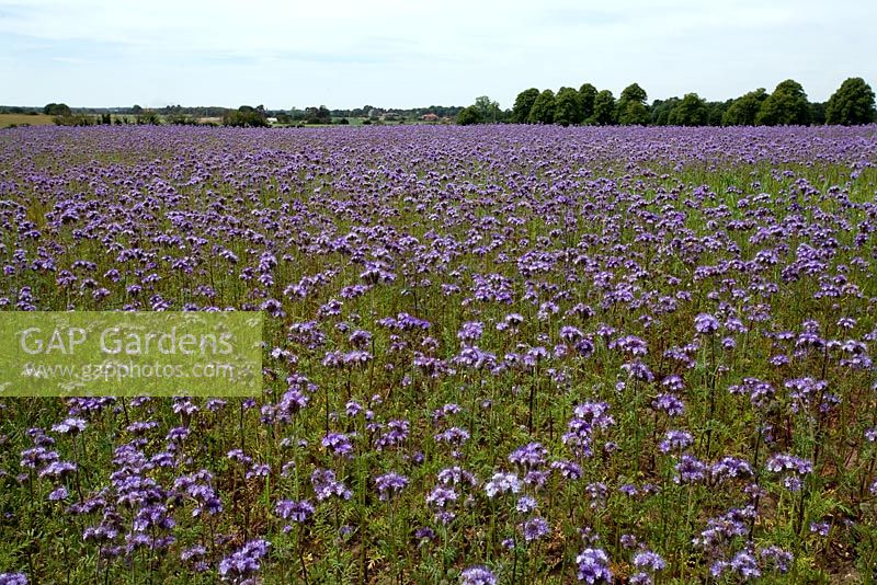 Field of Phacelia tanacetifolia in Suffolk- Scorpion Weed