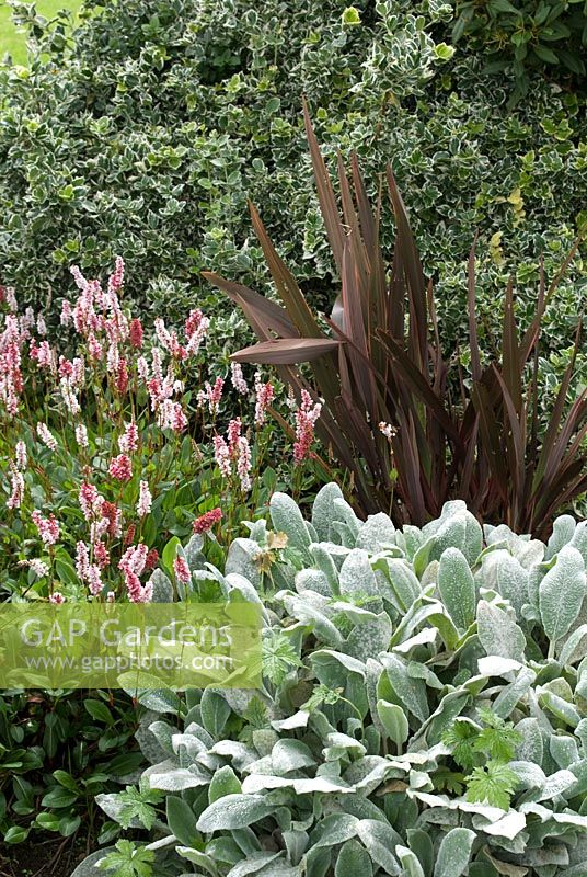 Border with Phormium, Euonymus, Stachys and Persicaria