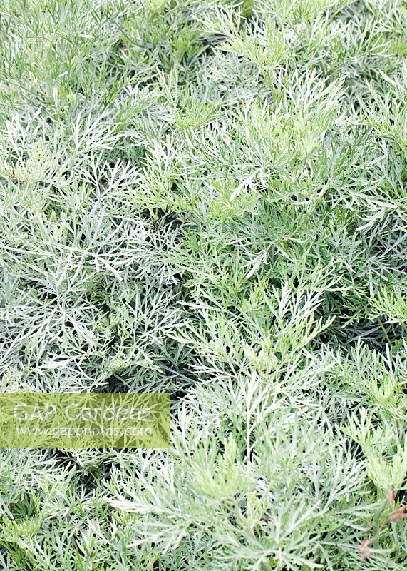Artemisia 'Powis Castle' in August at Wilkins Pleck Garden NGS, Whitmore Staffordshire, UK 