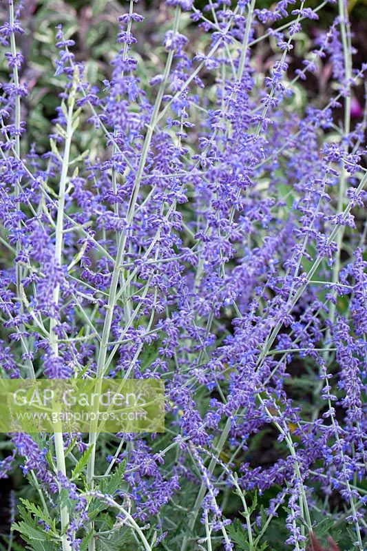 Perovskia 'Blue Spire' - Russian Sage, in August at Wilkins Pleck Garden NGS, Whitmore Staffordshire, UK 
 