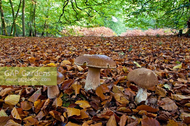 Boletus edulis - Cep, Penny Bun, edible mushrooms growing in woodland landscape