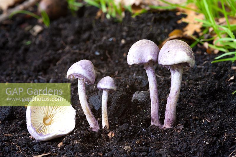 Cystolepiota bucknallii fungus, frequently found in nitrogen rich soils.