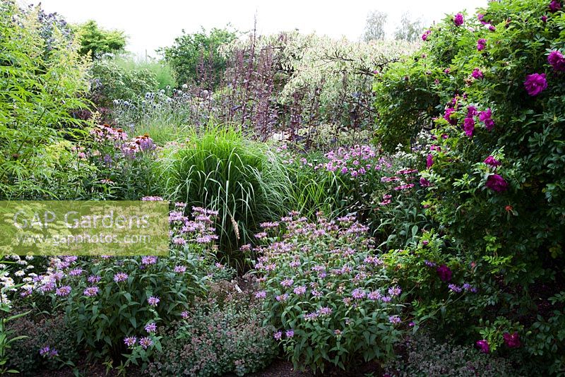 Mixed late summer border including Rosa rugosa 'Roserie de L'Hay', Phlox 'Little Princess', Echinacea purpurea 'Rubinstern' and Monarda menthifolia. Merriments, Sussex