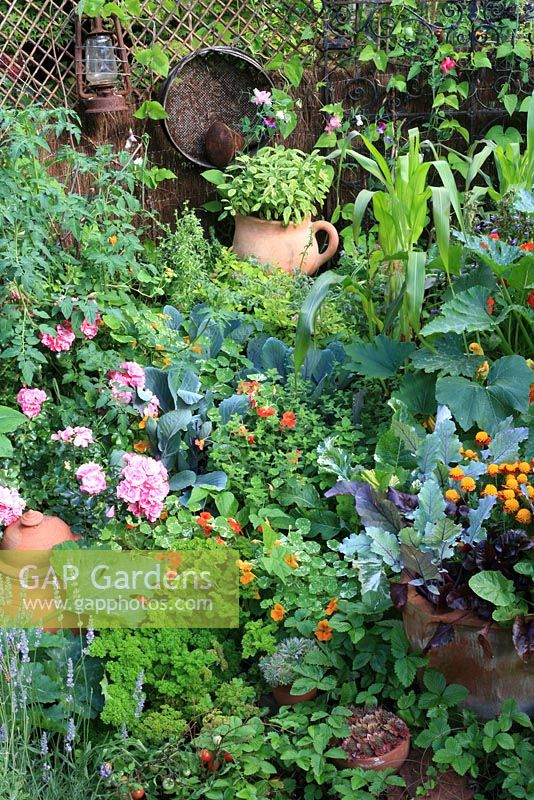 Decorative and productive kitchen garden in a small space that combines vegetables, fruit and herbs with flowers - Courgettes, parsley, kohl rabi, red cabbage, sweet corn and sage with alpine strawberries, roses, nasturtiums, French marigolds and sweet peas