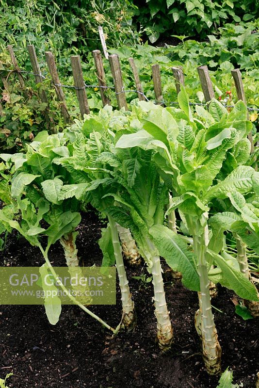 Lactuca sativa var asparagina - Chinese stem lettuce, also known as celtuce, asparagus or celery lettuce, with bare stems where the lower leaves have been harvested
