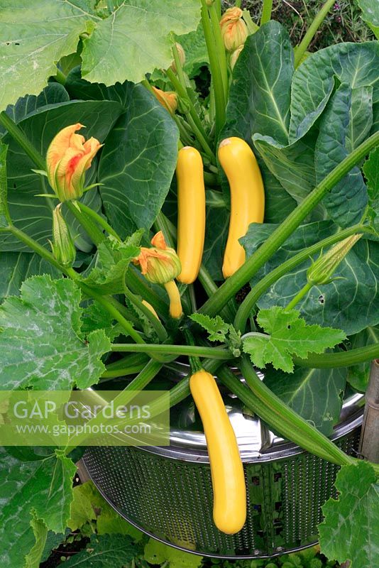 Yellow courgettes and cabbages growing in a recycled washing machine drum 