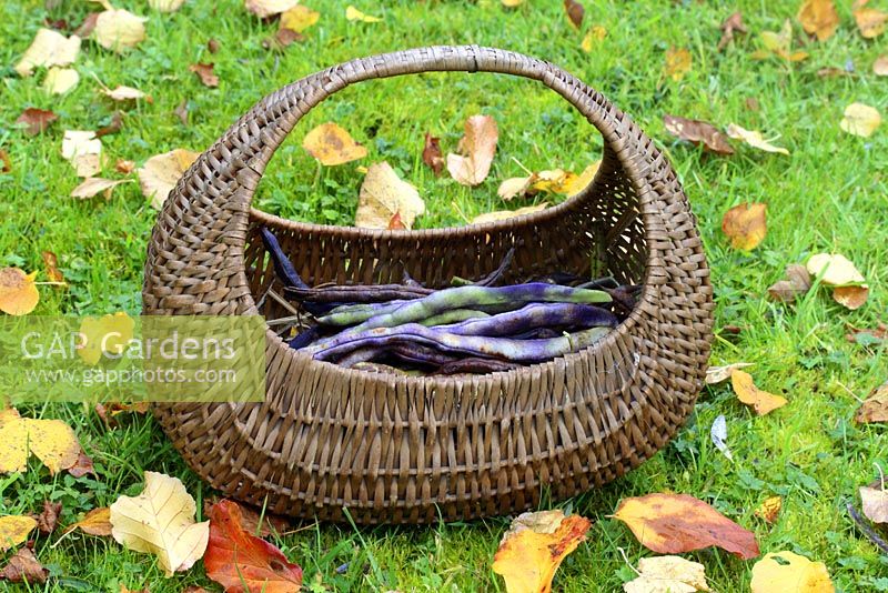 Runner beans in a basket, picked for drying and saving seeds in October - The Old Sun House, Wymondham, NGS
