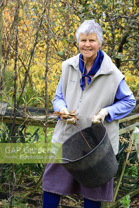 Leonie Woolhouse working in her garden, collecting dried seed pods - Owner of The Old Sun House, Wymondham, Norfolk, NGS 